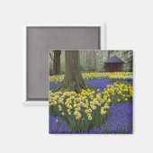 Daffodils, druivesuiker en tulip-tuin; magneet (Voorkant / Achterkant)