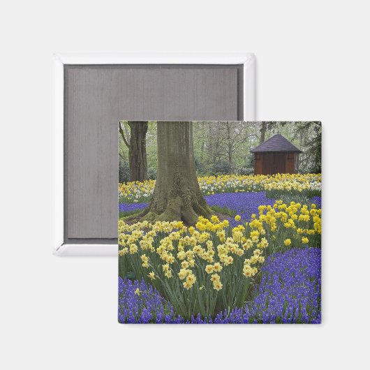 Daffodils, druivesuiker en tulip-tuin; magneet (Voorkant / Achterkant)