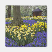 Daffodils, druivesuiker en tulip-tuin; magneet (Voorkant)