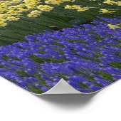 Daffodils, druivesuiker en tulip-tuin; poster (Hoek)