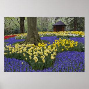 Daffodils, druivesuiker en tulip-tuin; poster