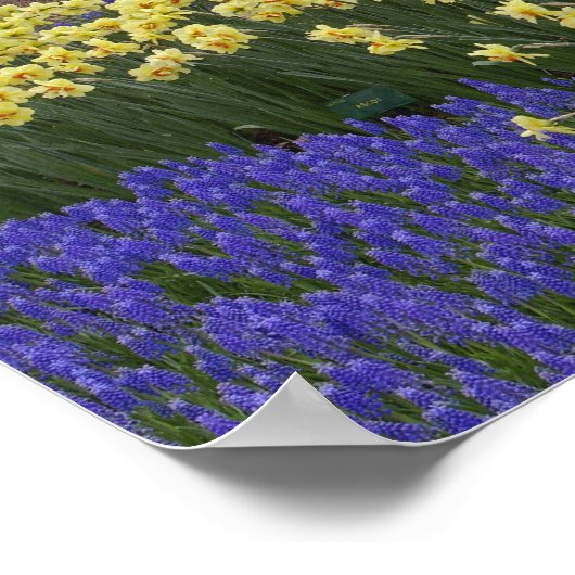 Daffodils, druivesuiker en tulip-tuin; poster (Hoek)
