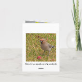 Daffodils en Birds Note Kaart (Achterkant)