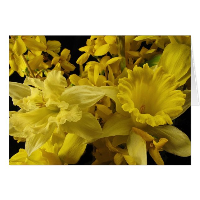 Daffodils en Forsythia (Voorkant Horizontaal)