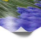 Daffodils en Grape Hyacinth, Keukenhof Foto Afdruk (Hoek)