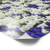 Daffodils en Grape Hyacinth, Keukenhof Foto Afdruk (Hoek)