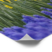 Daffodils en Grape Hyacinth, Keukenhof Poster (Hoek)