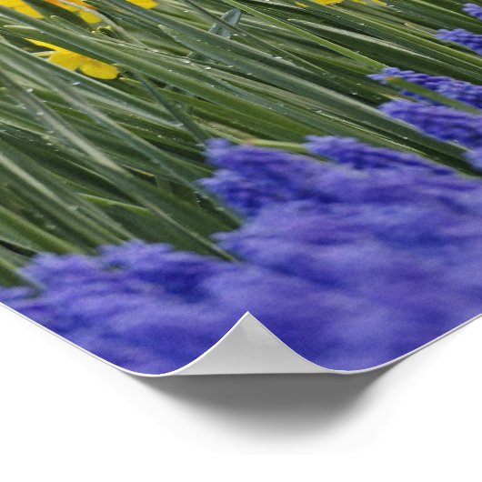 Daffodils en Grape Hyacinth, Keukenhof Poster (Hoek)