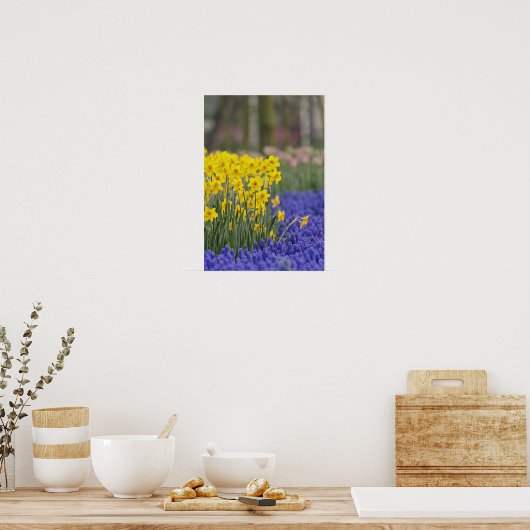 Daffodils en Grape Hyacinth, Keukenhof Poster (Keuken)