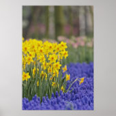 Daffodils en Grape Hyacinth, Keukenhof Poster (Voorkant)