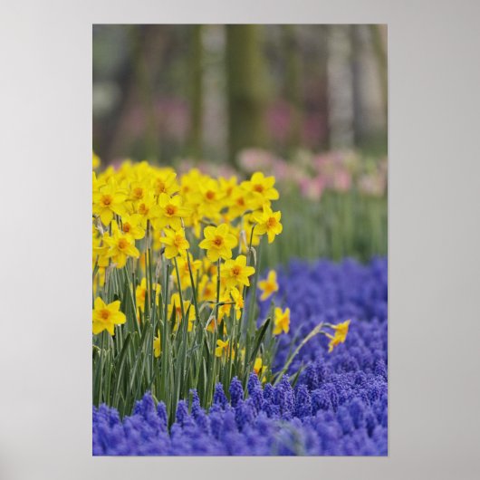 Daffodils en Grape Hyacinth, Keukenhof Poster (Voorkant)
