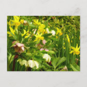 Daffodils en Rozen Colorful Floral Briefkaart (Voorkant)