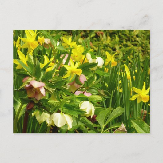 Daffodils en Rozen Colorful Floral Briefkaart (Voorkant)