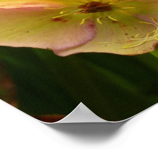 Daffodils en Rozen Colorful Floral Poster (Hoek)