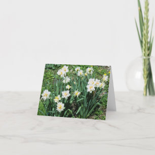Daffodils Feestdagen Kaart