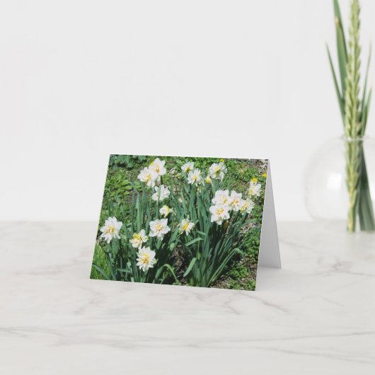Daffodils Feestdagen Kaart (Voorkant)