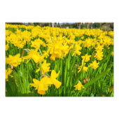 Daffodils Foto Afdruk (Voorkant)