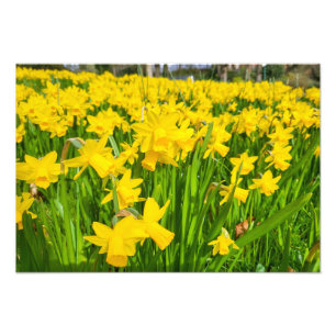 Daffodils Foto Afdruk