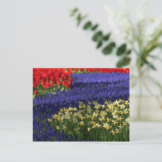 Daffodils, hyacinth en tulpen briefkaart (Staand voorkant)
