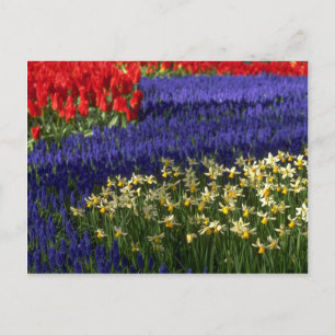 Daffodils, hyacinth en tulpen briefkaart