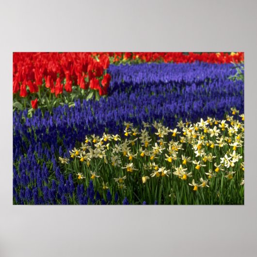 Daffodils, hyacinth en tulpen poster (Voorkant)