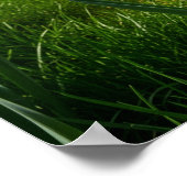 Daffodils in Bloom Poster (Hoek)