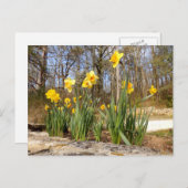 Daffodils in het Paasfeest Briefkaart (Voorkant / Achterkant)