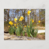 Daffodils in het Paasfeest Briefkaart (Voorkant)