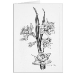 Daffodils in potlood