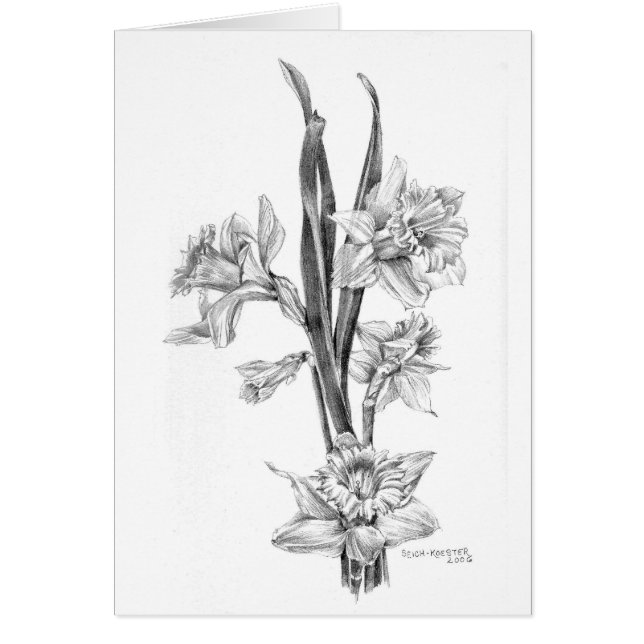 Daffodils in potlood (Voorkant)