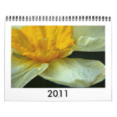 Daffodils Kalender (Hoes)