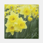 Daffodils Magneet (Voorkant)