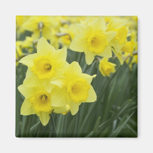 Daffodils Magneet (Voorkant)