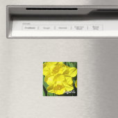 Daffodils Magnet (Insitu (Vaatwasser))