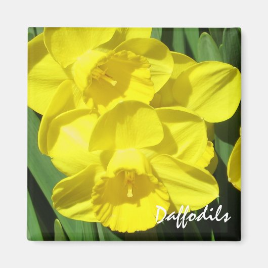 Daffodils Magnet (Voorkant)