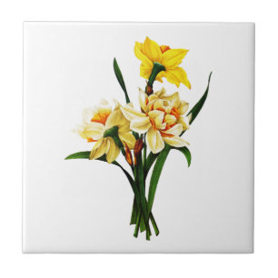 Daffodils of Narcissus van Pierre Joseph Redoute Tegeltje