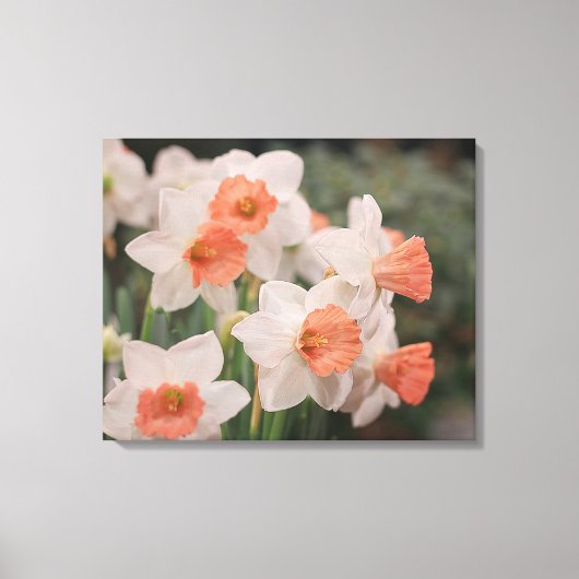 Daffodils Peach Canvas Afdruk (Voorkant)