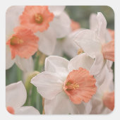 Daffodils Peach Vierkante Sticker (Voorkant)