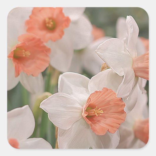 Daffodils Peach Vierkante Sticker (Voorkant)