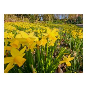 Daffodils Perfect Poster