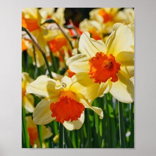 Daffodils Poster (Voorkant)