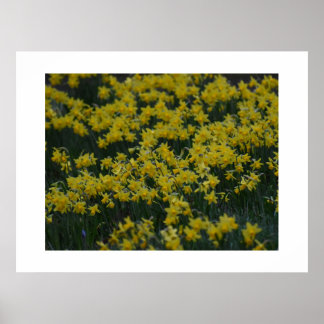 Daffodils  poster