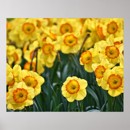 Daffodils Poster (Voorkant)