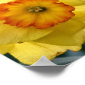 Daffodils Poster (Hoek)