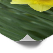Daffodils Poster (Hoek)