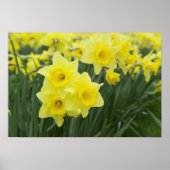 Daffodils Poster (Voorkant)