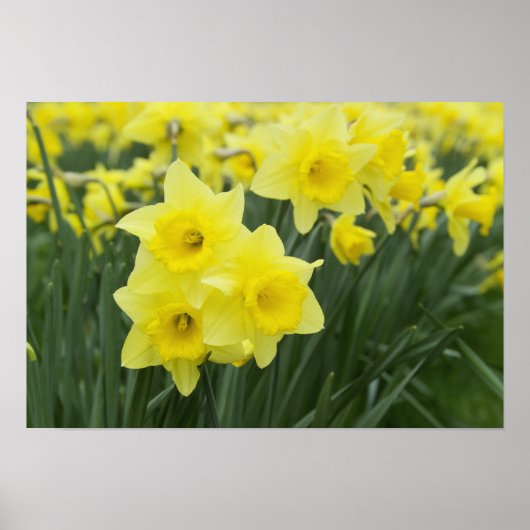 Daffodils Poster (Voorkant)