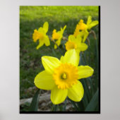 Daffodils Poster (Voorkant)