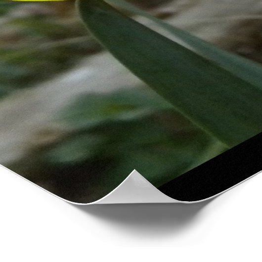 Daffodils Poster (Hoek)