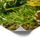 Daffodils Poster (Hoek)